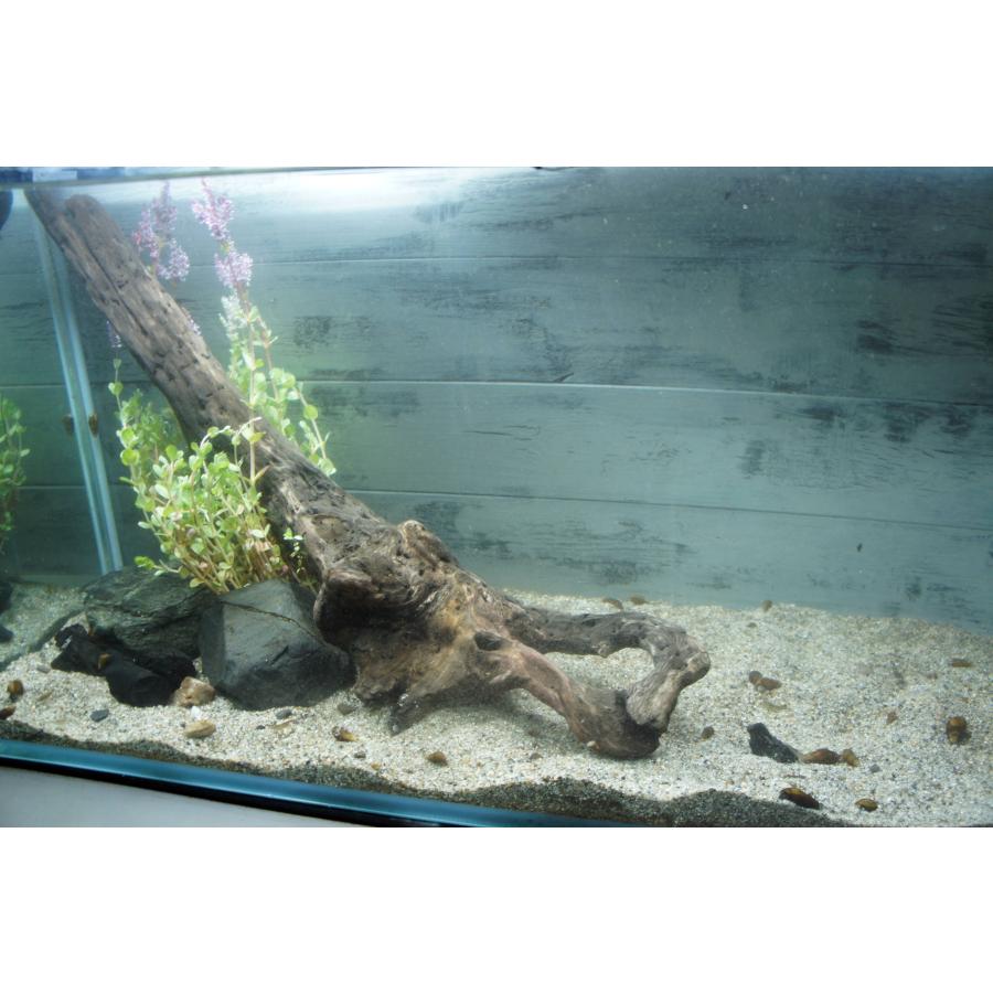 あく抜き不要！水に沈む状態でお届けします』アクアリウム 流木 大型
