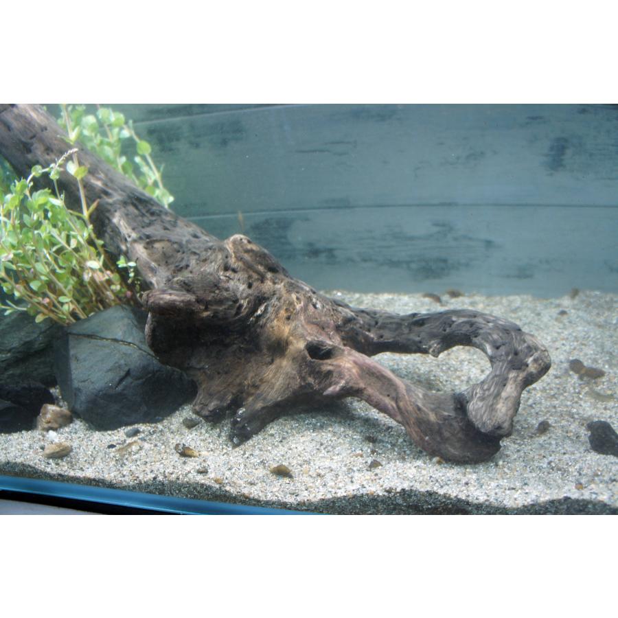 あく抜き不要！水に沈む状態でお届けします』アクアリウム 流木 大型