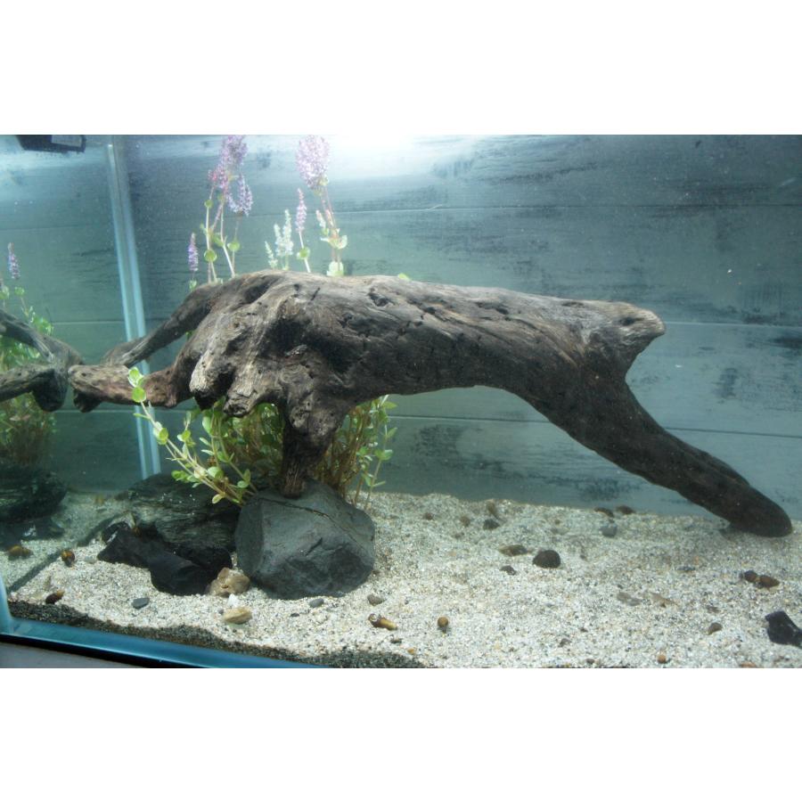 あく抜き不要！水に沈む状態でお届けします』アクアリウム 流木 大型