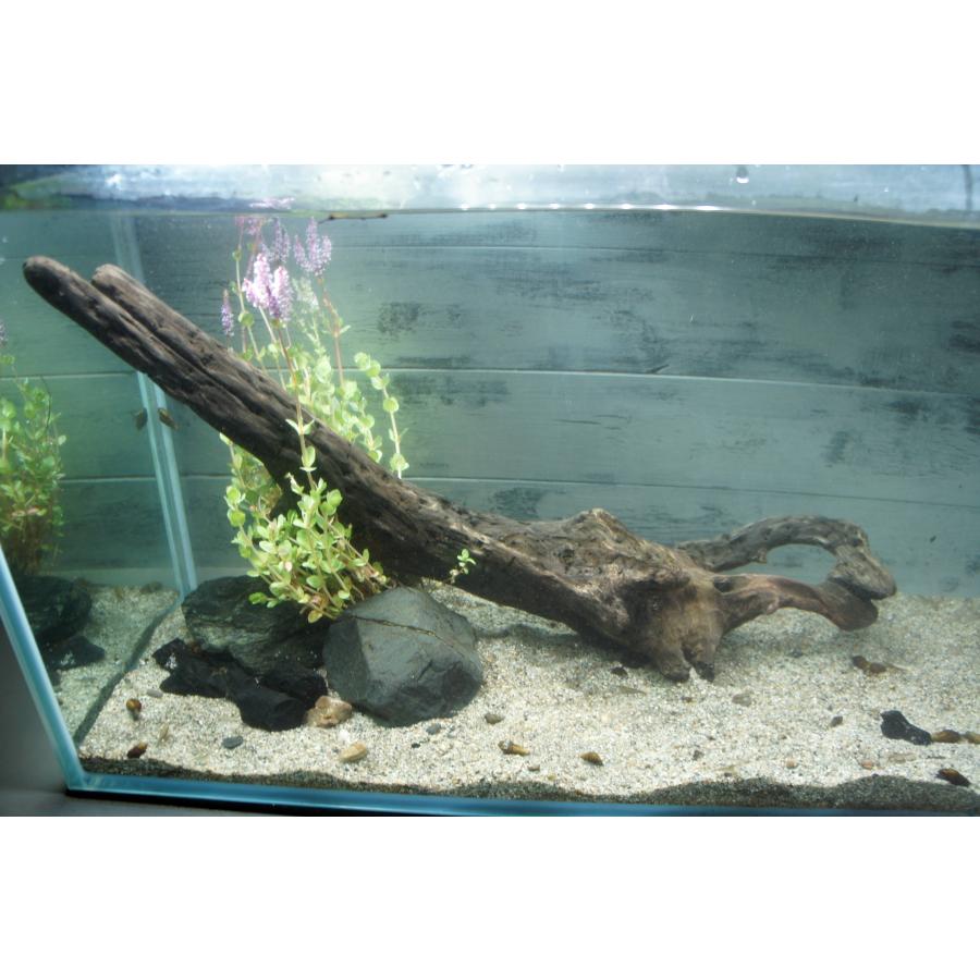 あく抜き不要！水に沈む状態でお届けします』アクアリウム 流木 大型