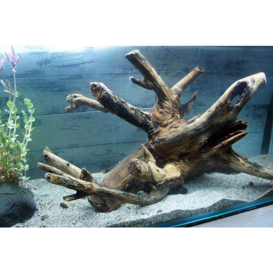 あく抜き不要！水に沈む状態でお届けします』アクアリウム 流木 大型