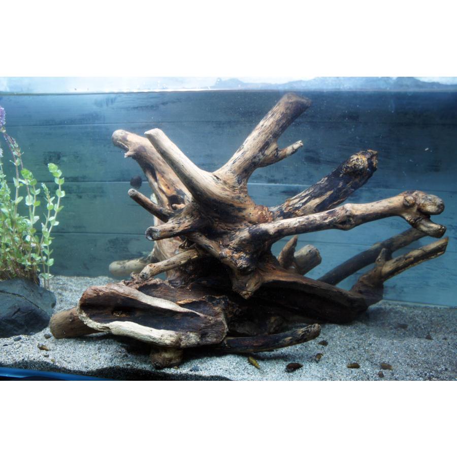 あく抜き不要！水に沈む状態でお届けします』アクアリウム 流木 大型