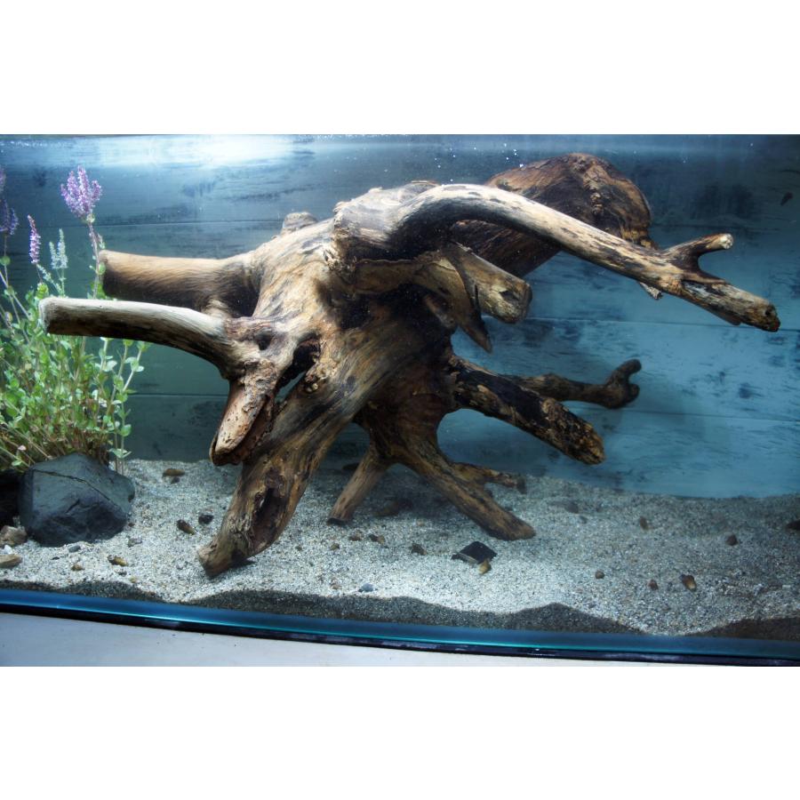 あく抜き不要！水に沈む状態でお届けします』アクアリウム 流木 大型
