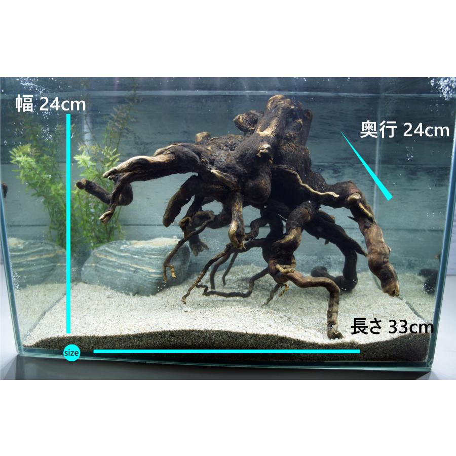 あく抜き不要！水に沈む状態でお届けします』アクアリウム 流木 あく