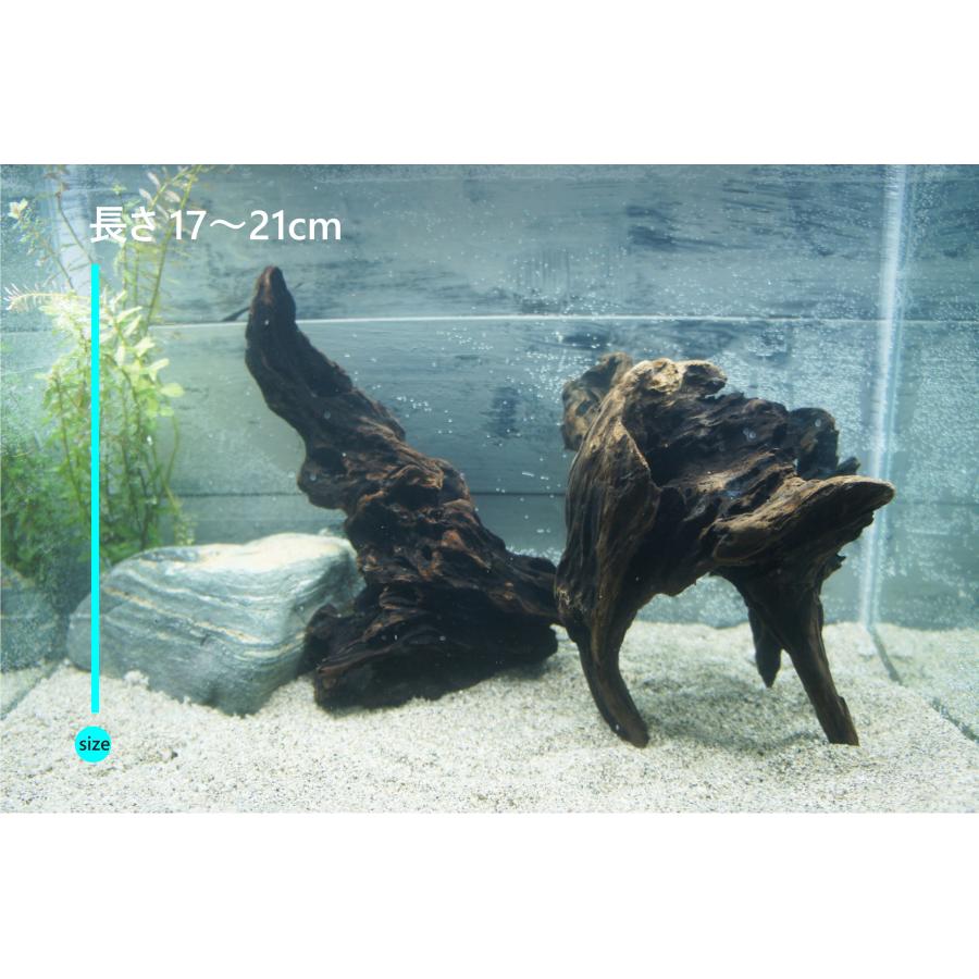 あく抜き不要！水に沈む状態でお届けします』アクアリウム 流木 2本