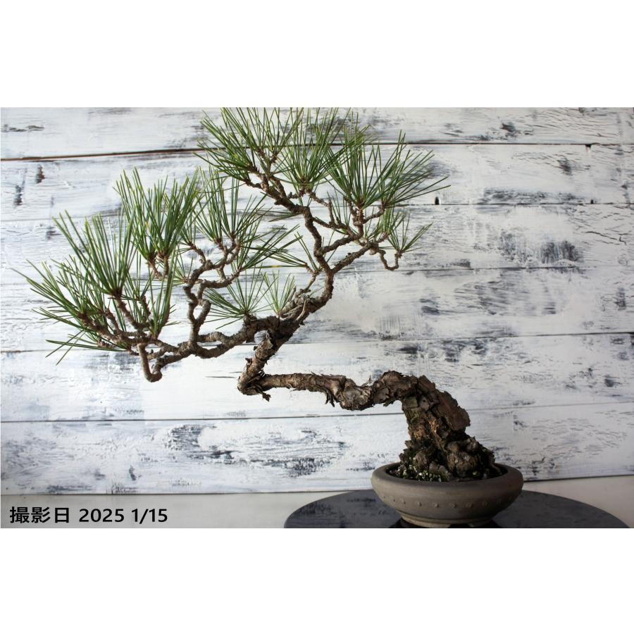 盆栽 『黒松』 和風 インテリア おしゃれ 雑貨 オブジェ 園芸 観葉植物