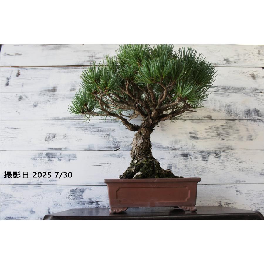 盆栽 『五葉松』 インテリア 観葉植物 園芸 ガーデニング 送料無料 b199 盆栽 『五葉松』 和風 インテリア おしゃれ 雑貨 オブジェ 園芸 観葉