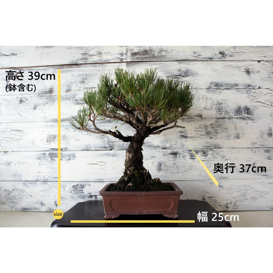 盆栽 『五葉松』 インテリア 観葉植物 園芸 ガーデニング 送料無料 b199 盆栽 『五葉松』 和風 インテリア おしゃれ 雑貨 オブジェ 園芸 観葉