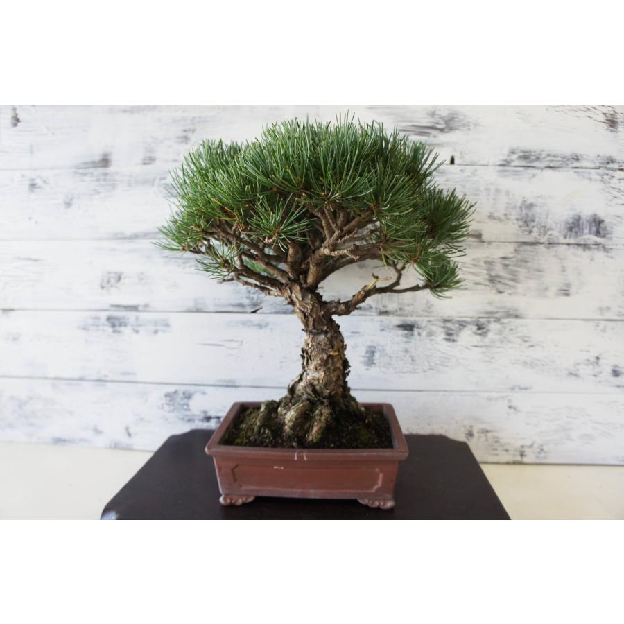 盆栽 『五葉松』 和風 インテリア おしゃれ 雑貨 オブジェ 園芸