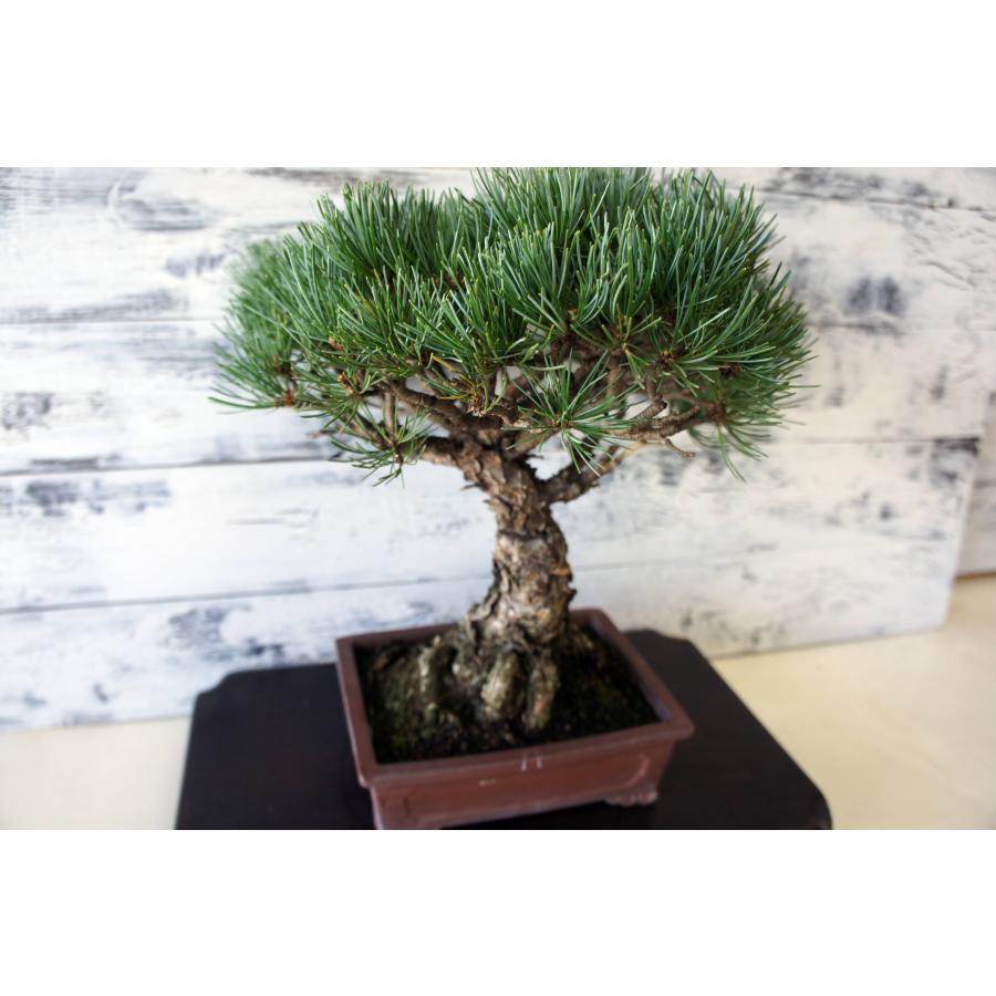 盆栽 『赤松』 和風 インテリア おしゃれ 雑貨 オブジェ 和の心 園芸