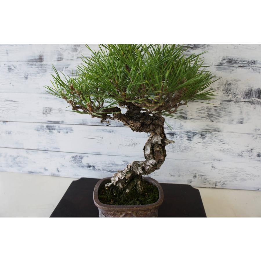 盆栽 『黒松』 和風 インテリア おしゃれ 雑貨 オブジェ 園芸 観葉植物