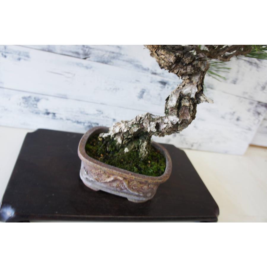 盆栽 『黒松』 和風 インテリア おしゃれ 雑貨 オブジェ 園芸 観葉植物
