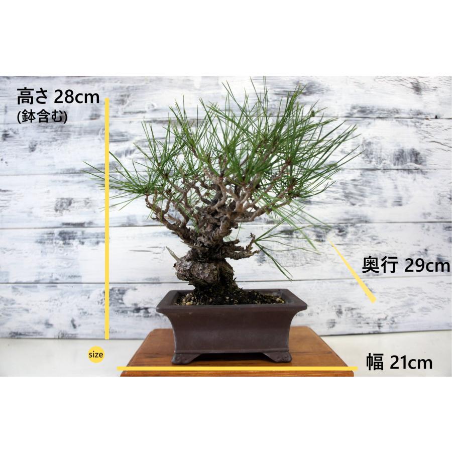 盆栽 『赤松』 インテリア 観葉植物 園芸 ガーデニング 送料無料 b182 盆栽 『赤松』 和風 インテリア 園芸 ガーデニング 雑貨 オブジェ 和の