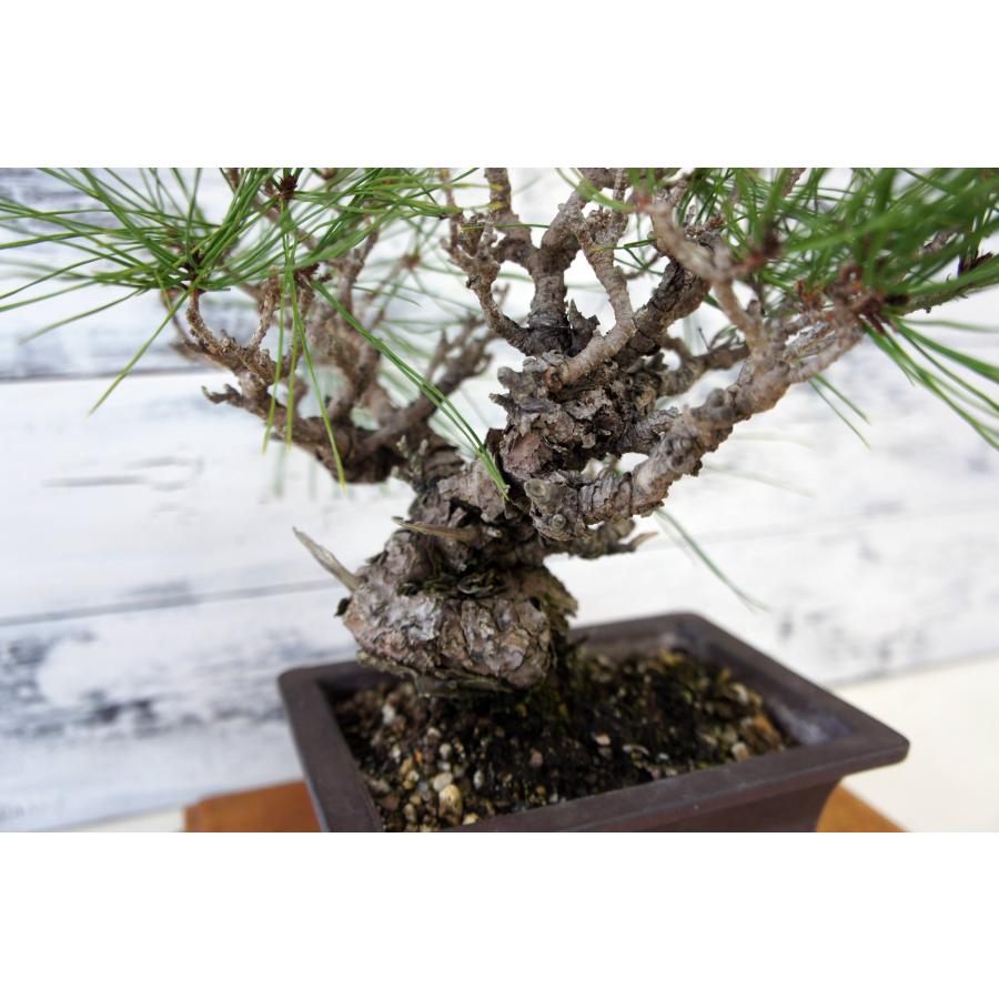 盆栽 『赤松』 インテリア 観葉植物 園芸 ガーデニング 送料無料 b161 盆栽 『赤松』 和風 インテリア 園芸 ガーデニング 雑貨 オブジェ 和の
