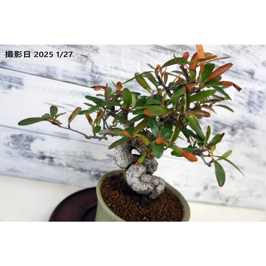 盆栽 『ピラカンサ』 和風 インテリア 園芸 ガーデニング 雑貨