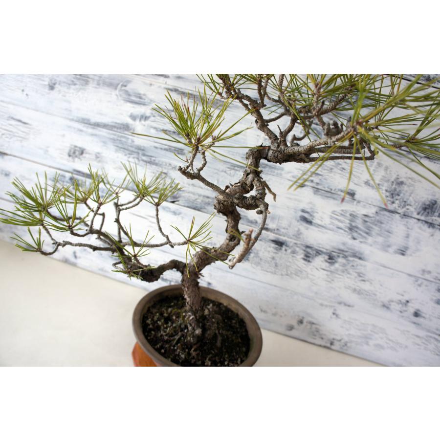 盆栽 『黒松』 和風 インテリア 園芸 ガーデニング 雑貨 オブジェ 和の
