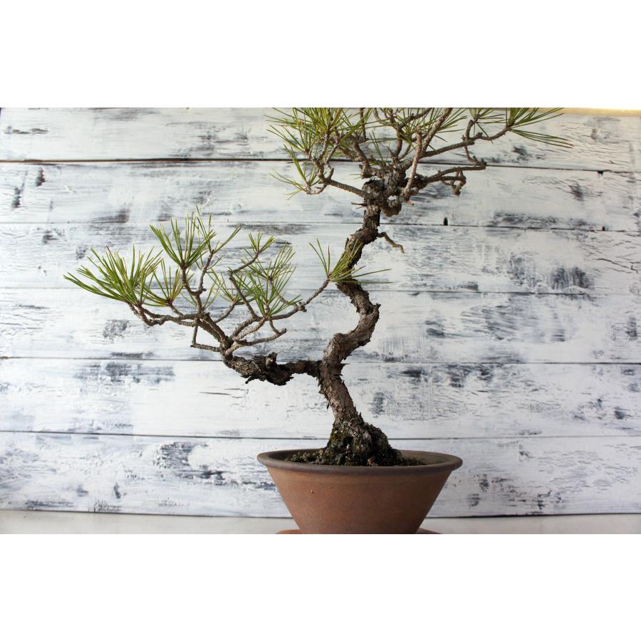 盆栽 『黒松』 和風 インテリア 園芸 ガーデニング 雑貨 オブジェ 和の