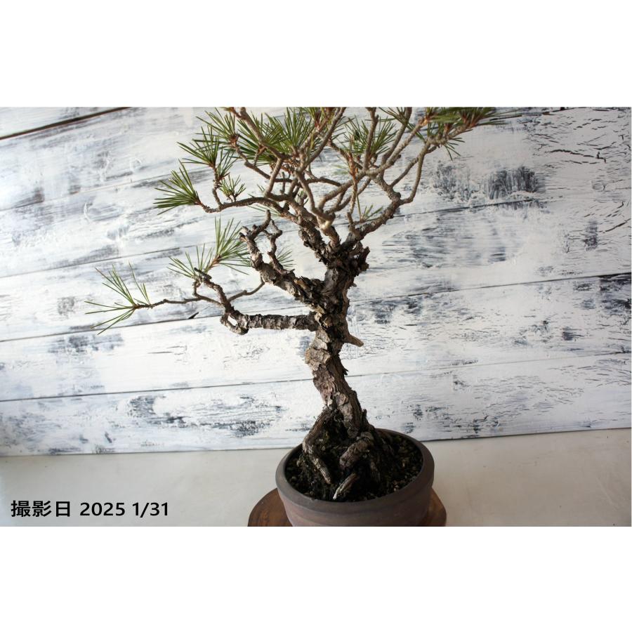 盆栽 『黒松』 和風 インテリア 園芸 ガーデニング 雑貨 オブジェ 和の