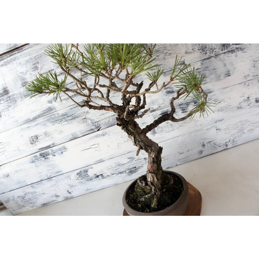盆栽 『黒松』 和風 インテリア 観葉植物 ガーデニング 送料無料 b061 盆栽 『黒松』 和風 インテリア 園芸 ガーデニング 雑貨 オブジェ 和の