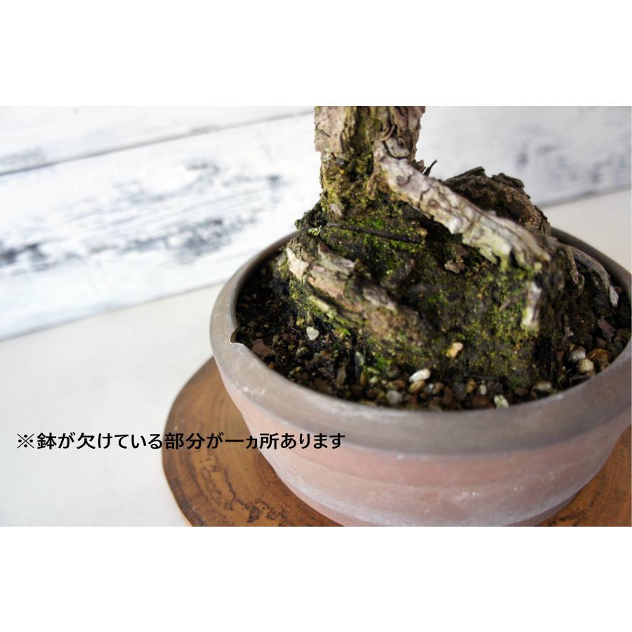 盆栽 『黒松』 和風 インテリア 園芸 ガーデニング 雑貨 オブジェ 和の