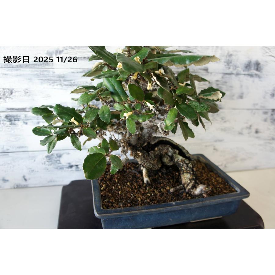 盆栽 『グミ』 和風 おしゃれ インテリア 観葉植物 送料無料 b052 盆栽 『グミ』 和風 インテリア 園芸 ガーデニング おしゃれ 雑貨