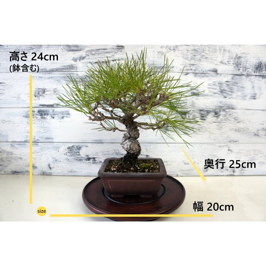 盆栽 『黒松』 和風 インテリア 観葉植物 ガーデニング 送料無料 b061 盆栽 『黒松』 和風 インテリア おしゃれ 雑貨 オブジェ 園芸