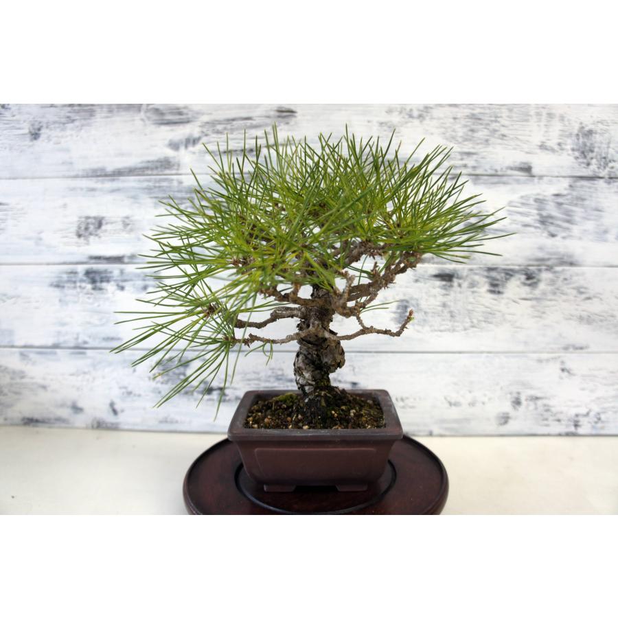 盆栽 『黒松』 和風 インテリア 園芸 ガーデニング おしゃれ