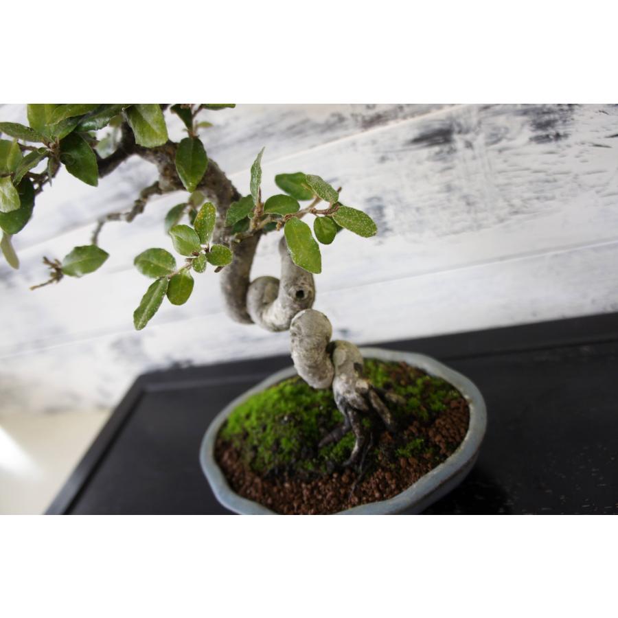 盆栽 『グミ』 和風 おしゃれ インテリア 観葉植物 送料無料 b052 盆栽 『グミ』 インテリア 園芸 観葉植物 ガーデニング 送料無料 b039