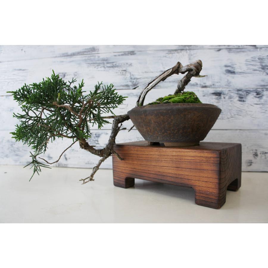 盆栽 『真柏』 インテリア 観葉植物 園芸 ガーデニング 送料無料 b173 盆栽 『真柏』 和風 インテリア 園芸 ガーデニング おしゃれ 雑貨