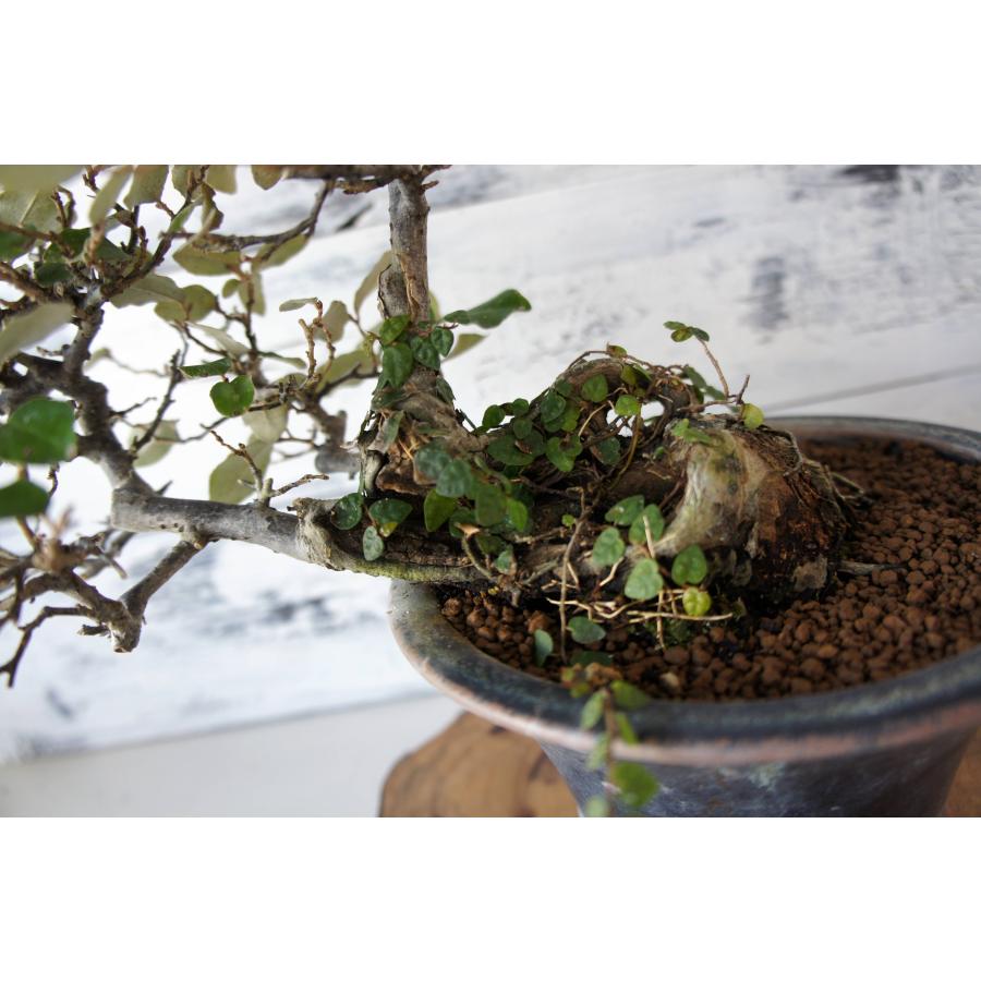 盆栽 『グミ』ヒメイタビ巻き付き 和風 インテリア 園芸 ガーデニング
