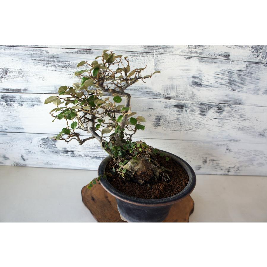 盆栽 『グミ』ヒメイタビ巻き付き 和風 インテリア 園芸 ガーデニング
