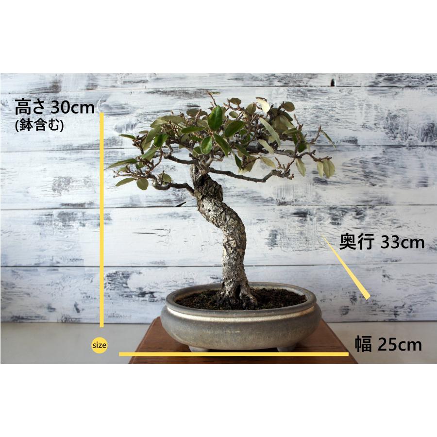 盆栽 『グミ』 和風 インテリア 観葉植物 ガーデニング 送料無料 b065 盆栽 『グミ』 和風 インテリア 園芸 ガーデニング おしゃれ 雑貨
