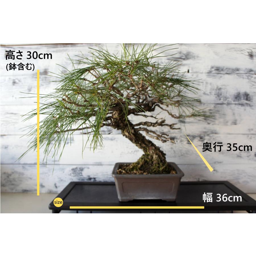 盆栽 『赤松』 和風 インテリア 園芸 ガーデニング おしゃれ 雑貨