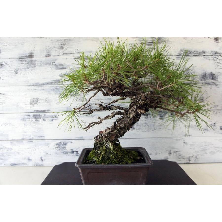 盆栽 『赤松』 インテリア 観葉植物 園芸 ガーデニング 送料無料 b182 盆栽 『赤松』 和風 インテリア 園芸 ガーデニング おしゃれ 雑貨
