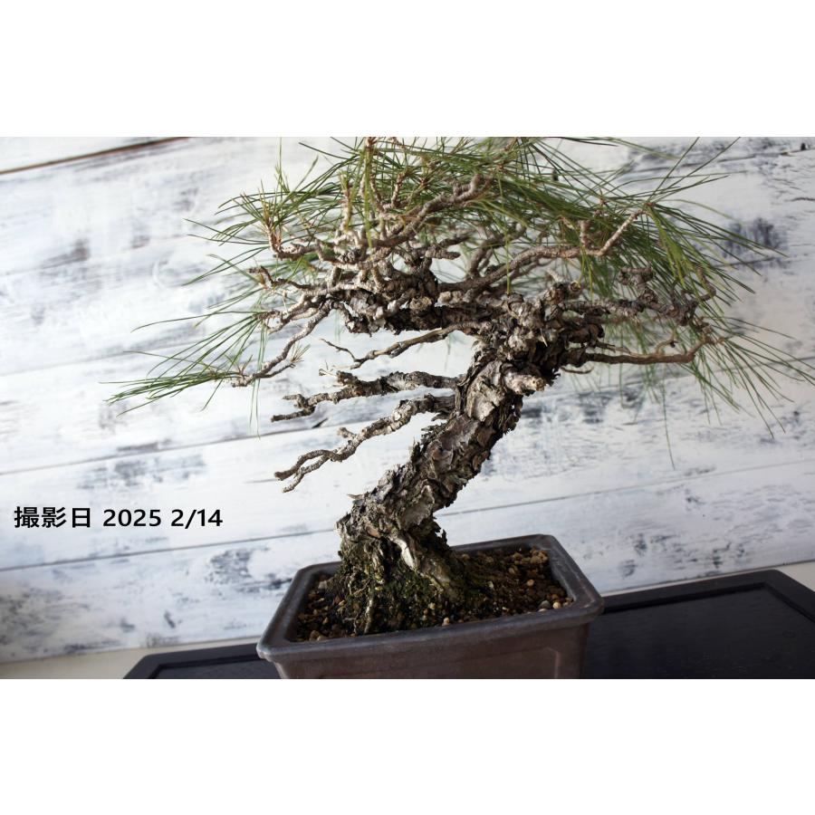 盆栽 『赤松』 和風 インテリア 園芸 ガーデニング おしゃれ 雑貨