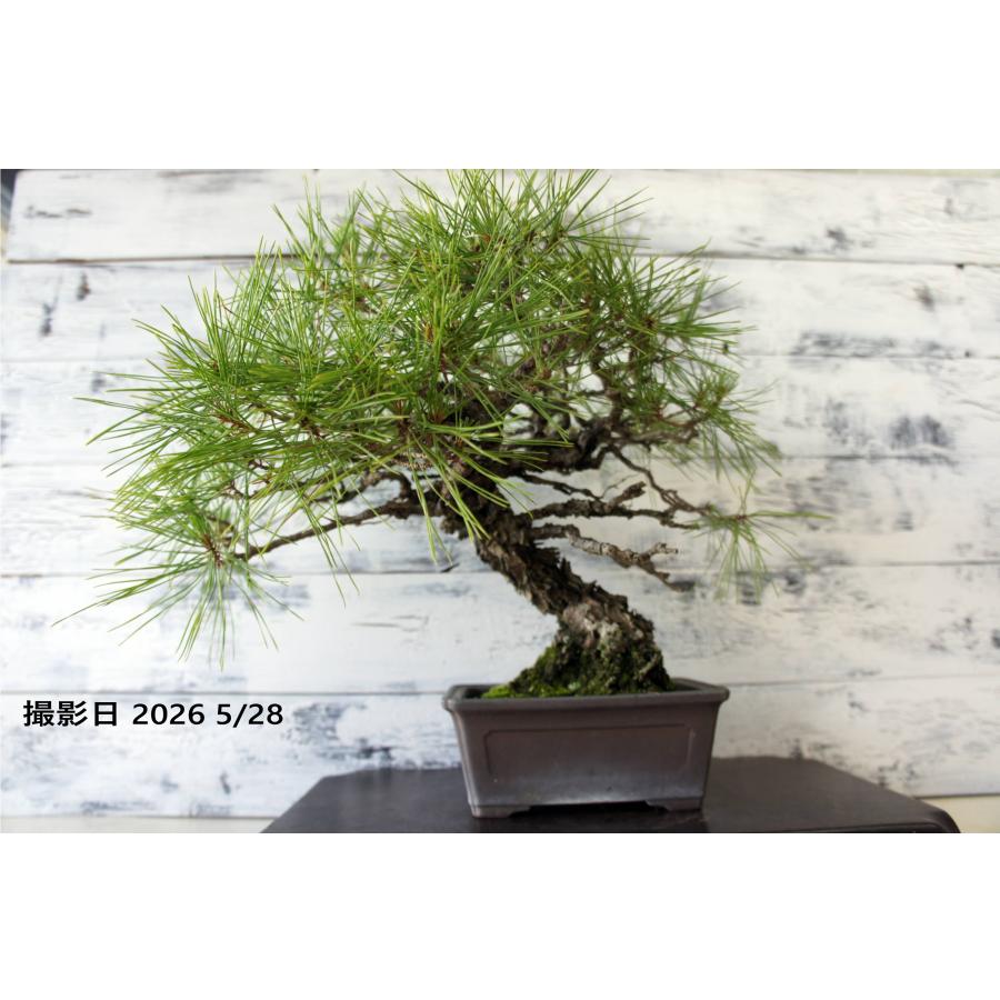 盆栽 『赤松』 和風 インテリア 園芸 ガーデニング おしゃれ 雑貨