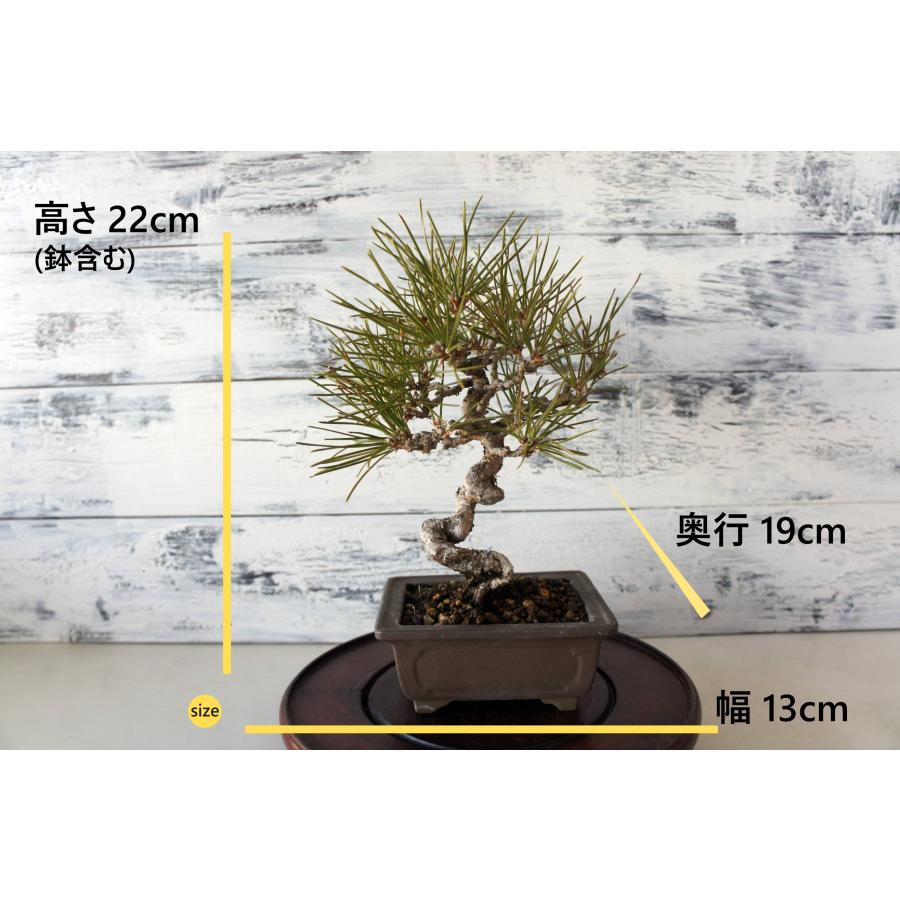 盆栽 『黒松』 和風 インテリア 園芸 ガーデニング おしゃれ