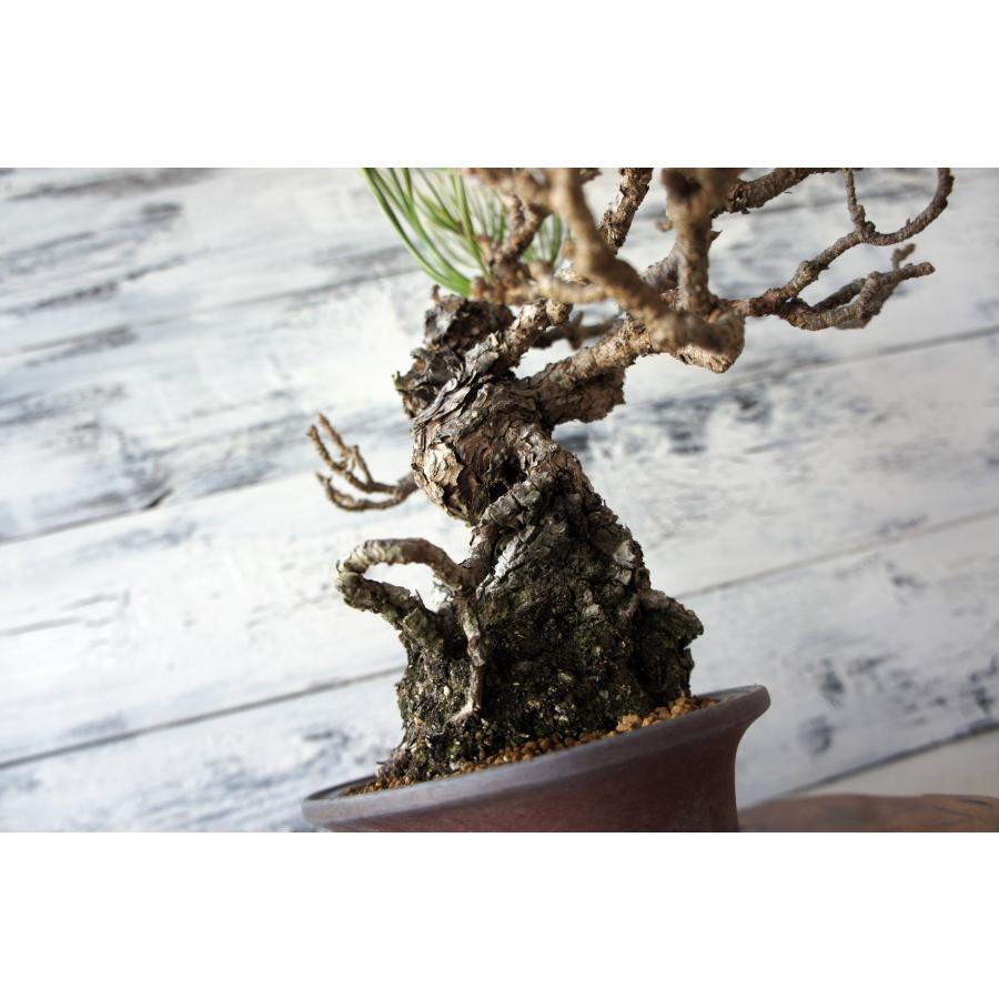 盆栽 『黒松』 和風 インテリア 園芸 ガーデニング おしゃれ