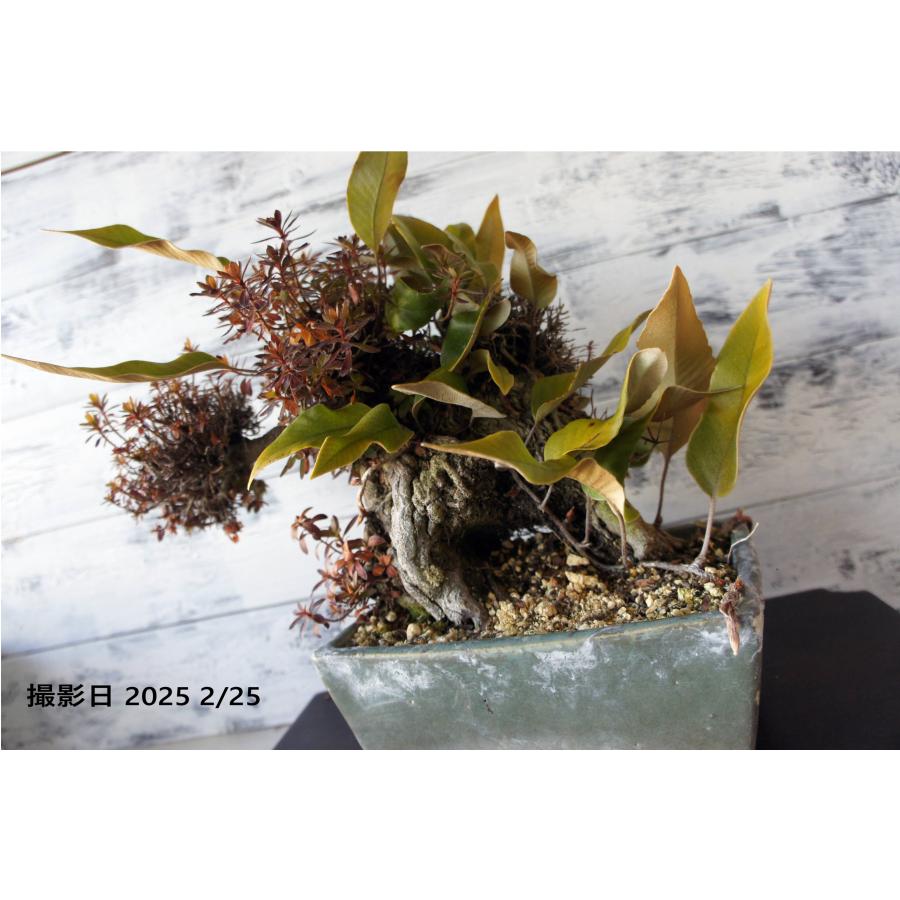 盆栽 『グミ』 和風 おしゃれ インテリア 観葉植物 送料無料 b052 盆栽 『グミ』 和風 インテリア 園芸 ガーデニング オブジェ 観葉植物