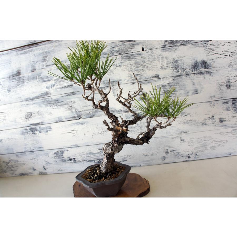 盆栽 『黒松』 和風 インテリア 観葉植物 ガーデニング 送料無料 b056 盆栽 『黒松』 和風 インテリア おしゃれ 雑貨 オブジェ 園芸