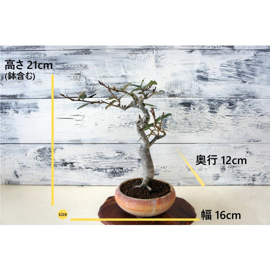 盆栽 グミ 和風 おしゃれ インテリア 観葉植物 ガーデニング b052 小葉