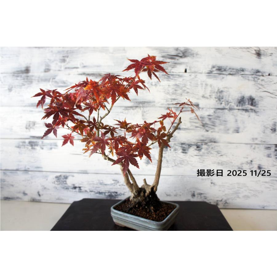 盆栽 『モミジ』 紅葉 インテリア 観葉植物 ガーデニング 送料無料 b108 盆栽 『紅葉』 モミジ 和風 インテリア 苔 春 園芸 ガーデニング