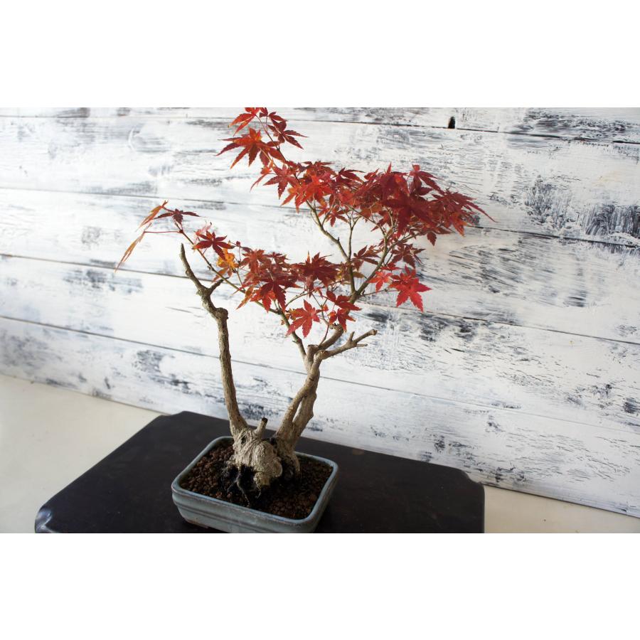 盆栽 『紅葉』 モミジ 和風 インテリア 苔 春 園芸 ガーデニング