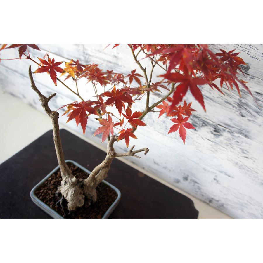 盆栽 『紅葉』 モミジ 和風 インテリア 苔 春 園芸 ガーデニング