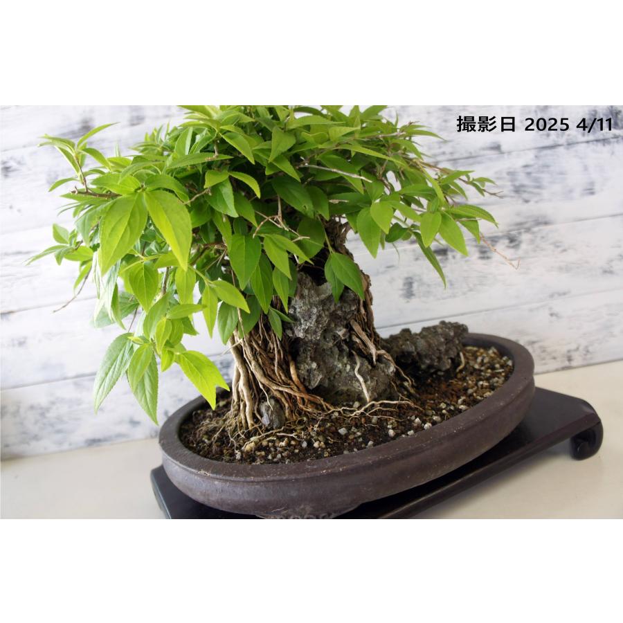 盆栽 『卯木（ウツギ） 石付き』 和風 インテリア 石 花 春 園芸
