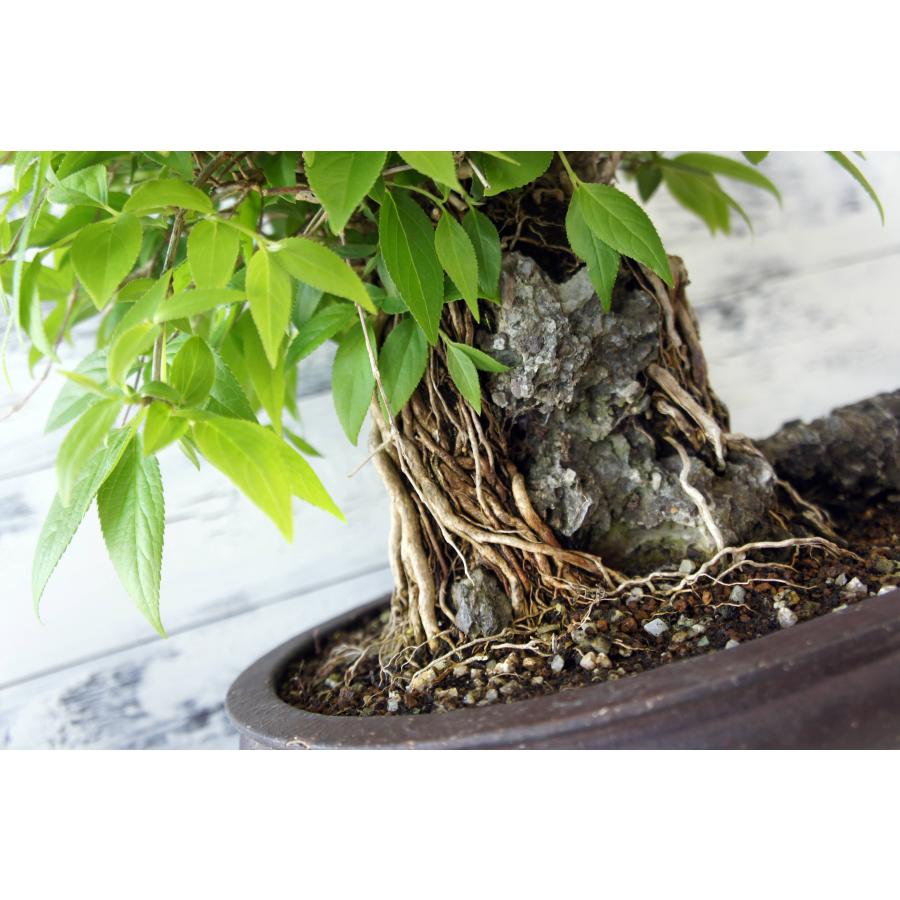 盆栽 『卯木（ウツギ） 石付き』 和風 インテリア 石 花 園芸
