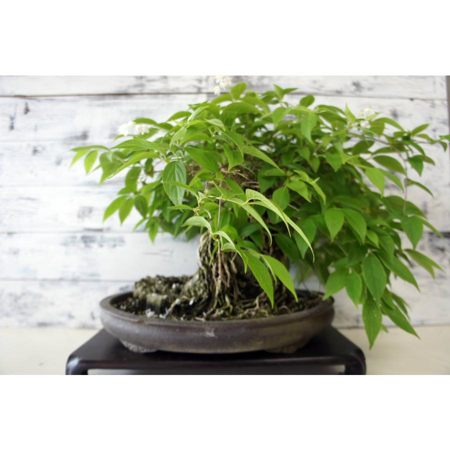 盆栽 『卯木（ウツギ） 石付き』 和風 インテリア 石 花 春 園芸