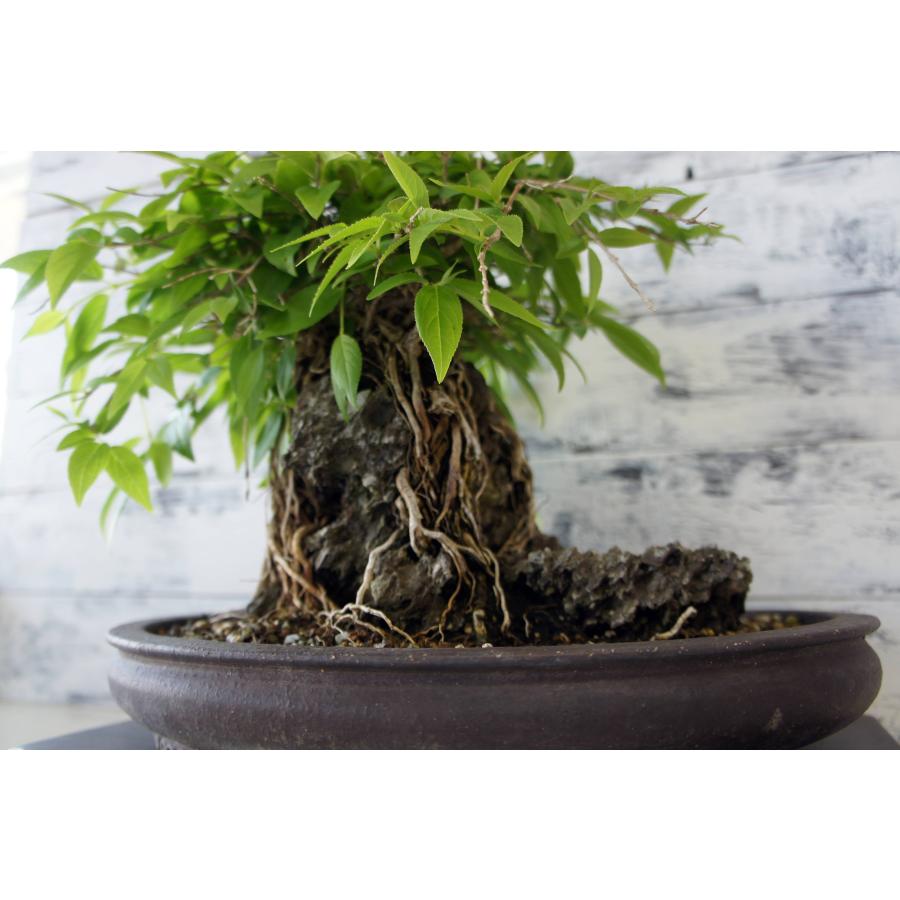 盆栽 『卯木（ウツギ） 石付き』 和風 インテリア 石 花 園芸