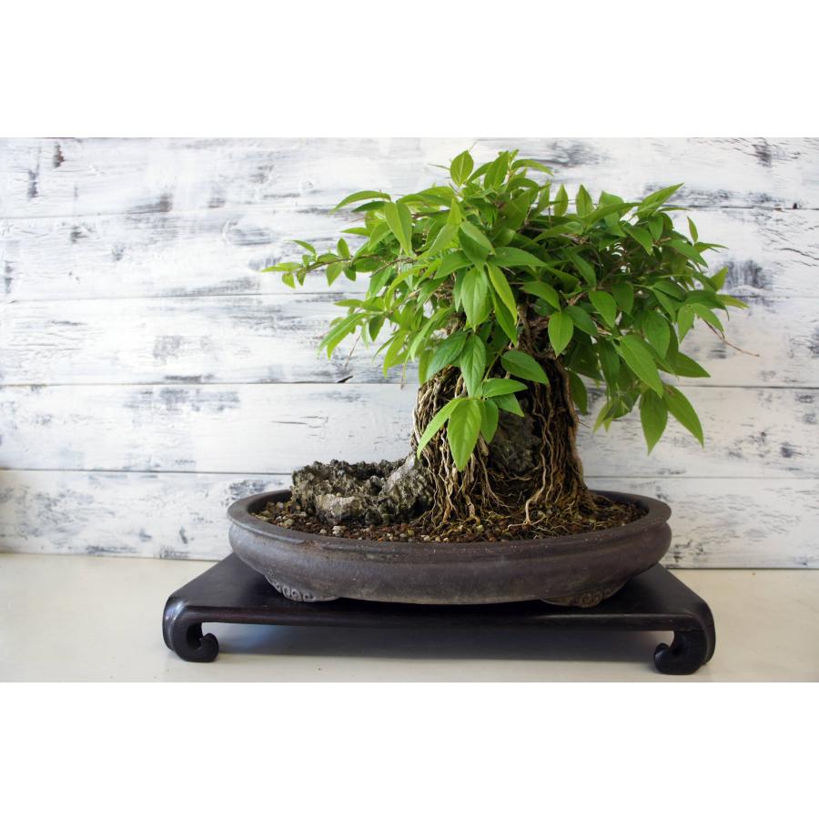 盆栽 『ウツギ 石付き』 石 インテリア 観葉植物 園芸 送料無料 b109 盆栽 『卯木（ウツギ） 石付き』 和風 インテリア 石 花 春 園芸