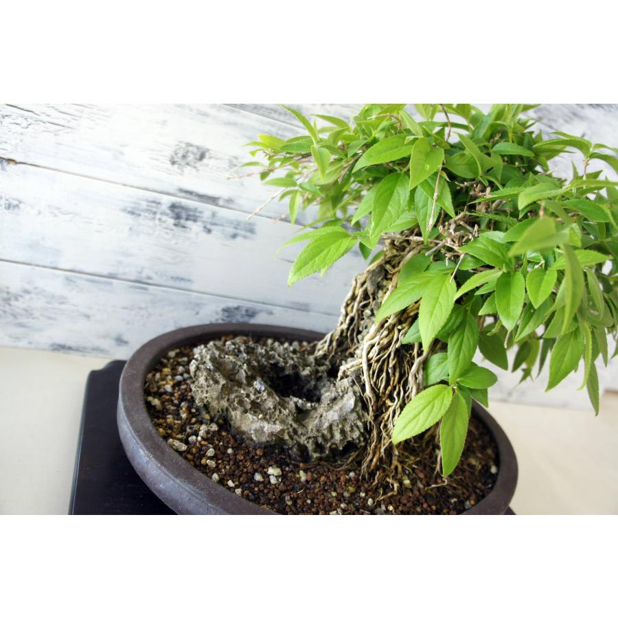 盆栽 『卯木（ウツギ） 石付き』 和風 インテリア 石 花 春 園芸